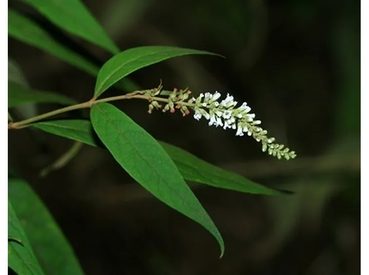 budleia asiatica