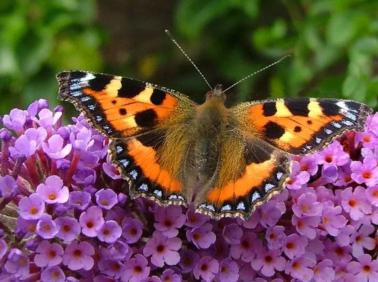 buddleia 
