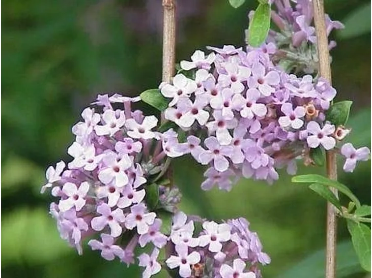 buddleia alternifolia