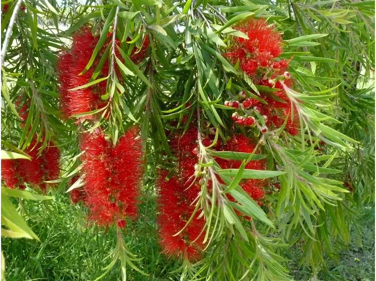 Callistemon 