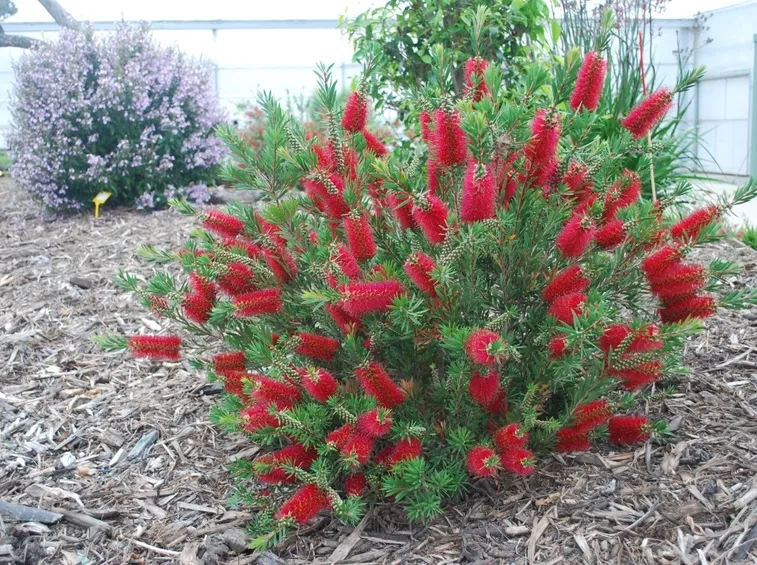 Callistemon 