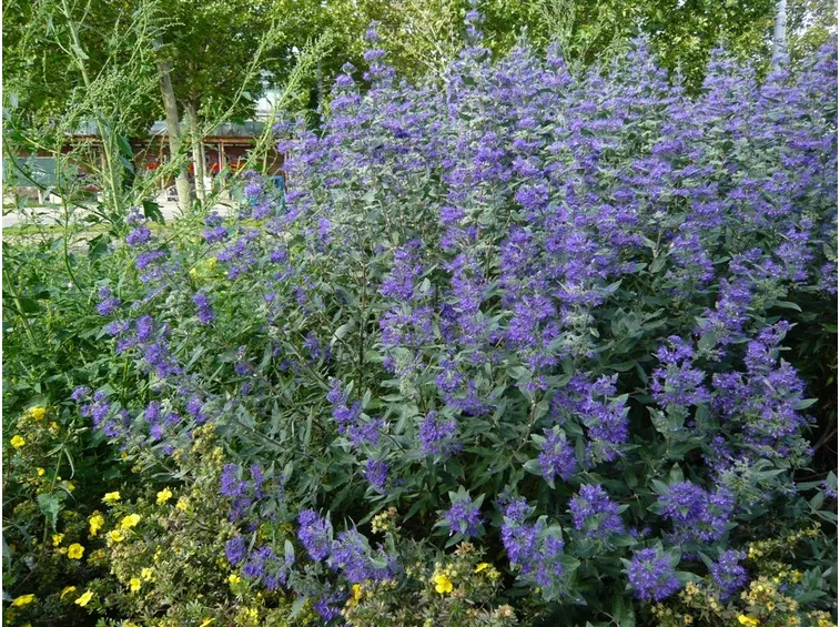 Caryopteris 