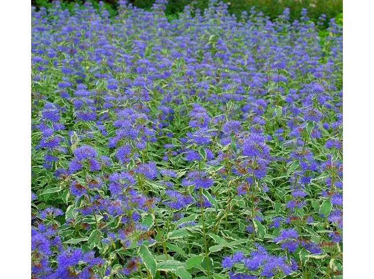 Caryopteris clandonensis