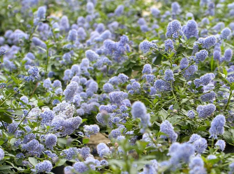 ceanothus thyrsiflorus var repens
