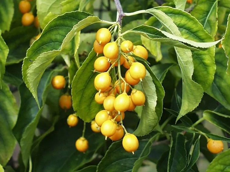 celastrus