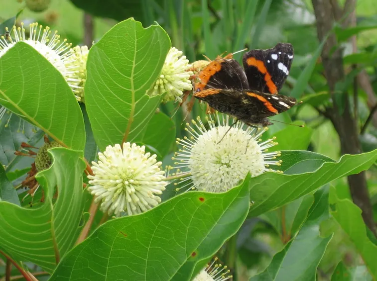 Cephalanthus occidentalis
