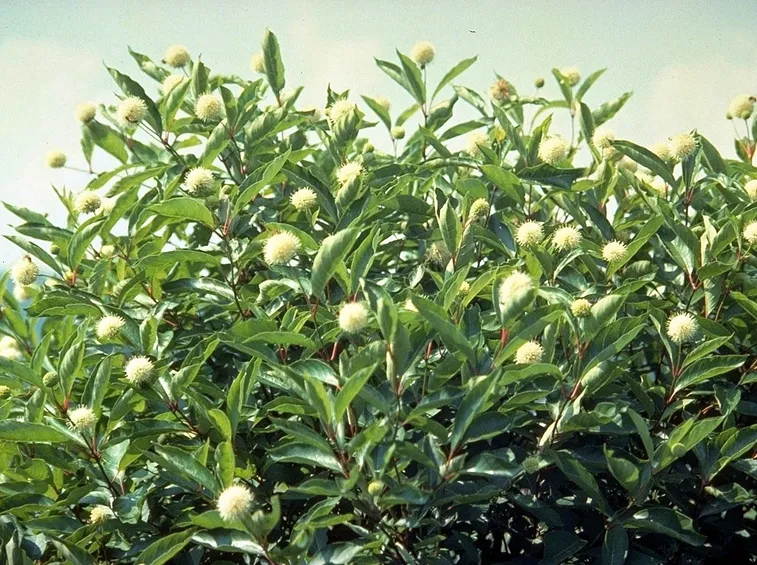 Cephalanthus occidentalis