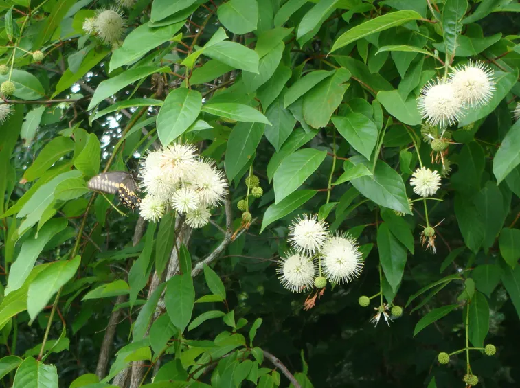 Cephalanthus occidentalis