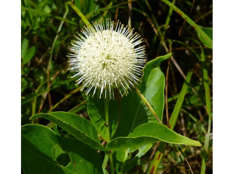 buttonbush