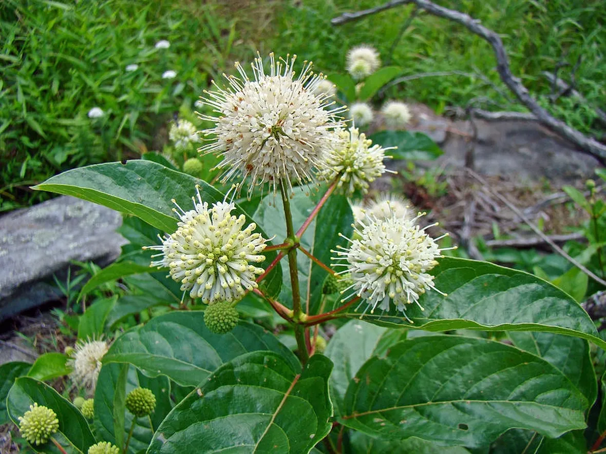 Cephalanthus occidentalis