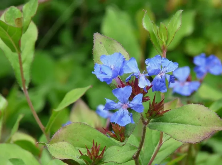 plumbago blu
