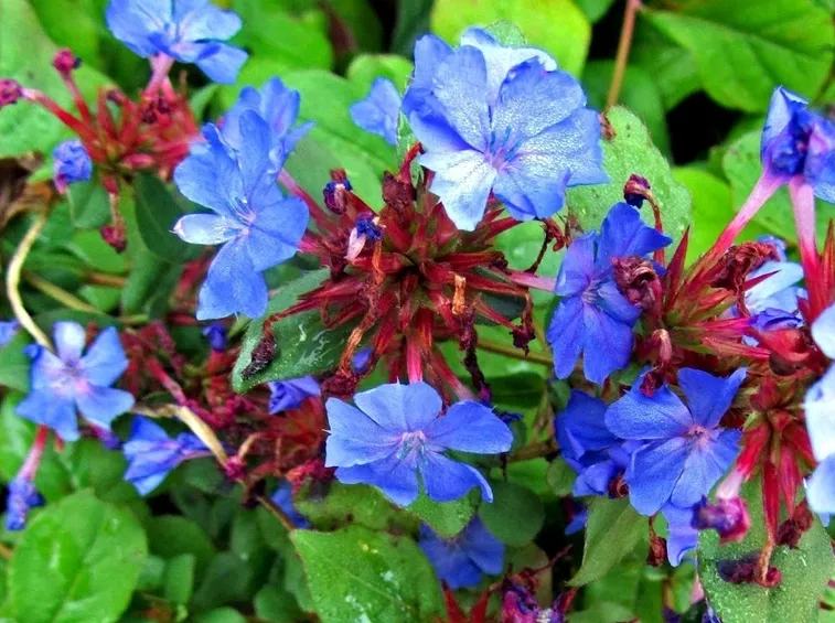 plumbago blu