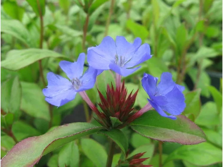 plumbago blu