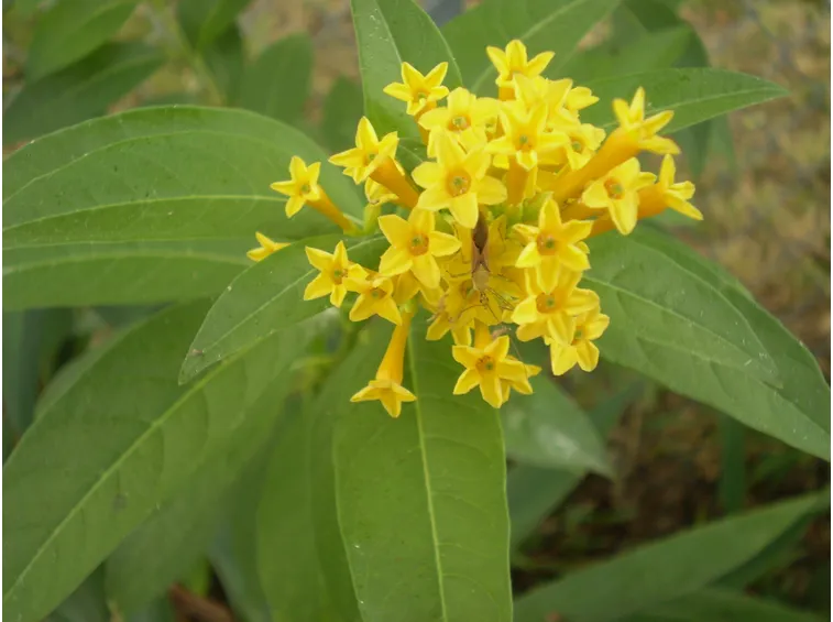 Cestrum nocturnum