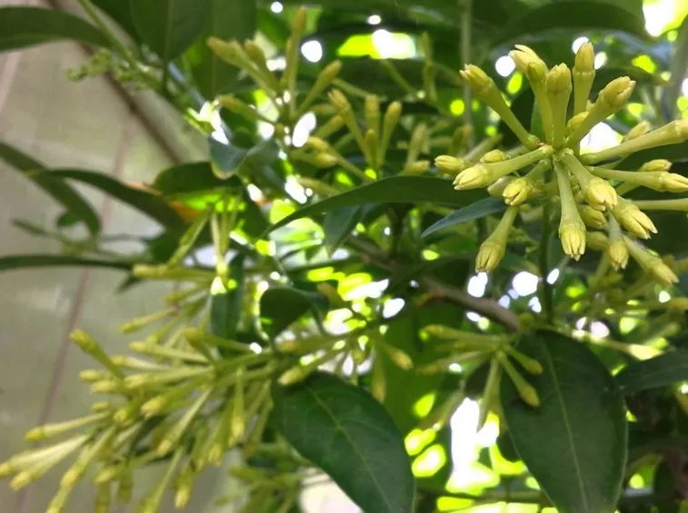 cestrum nocturnum