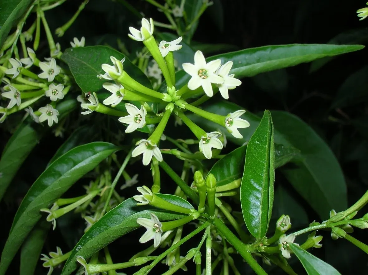 Cestrum nocturnum