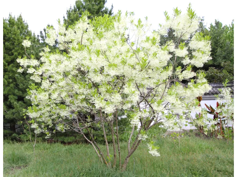 Chionanthus