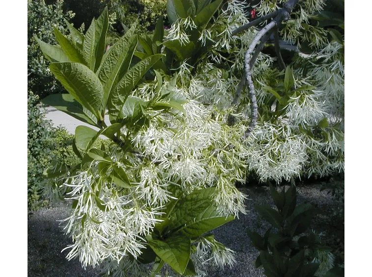 chionanthus