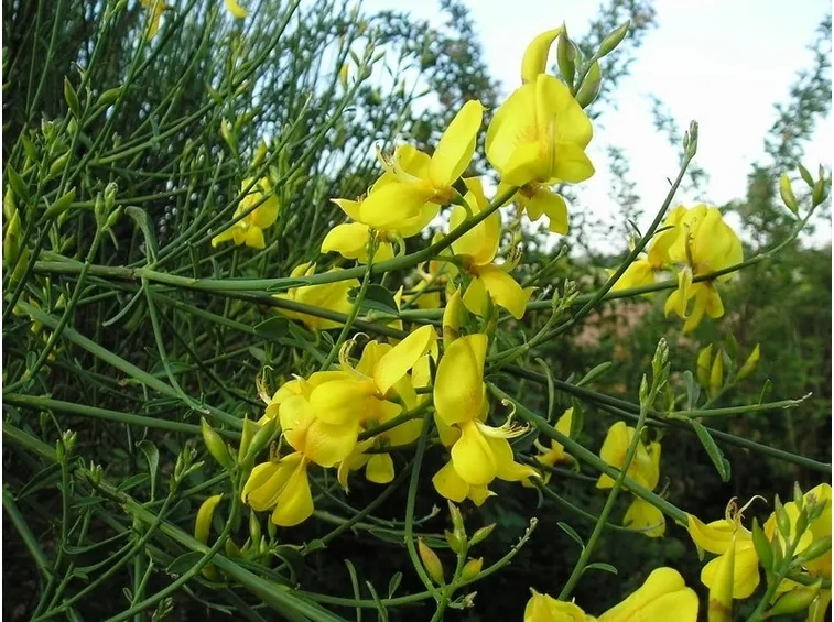 cytisus scoparius