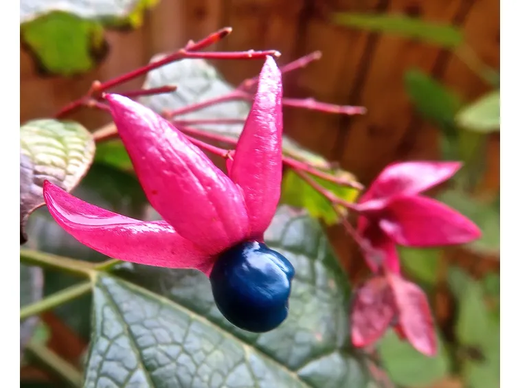 Clerodendro