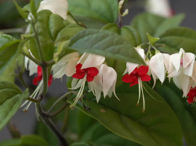 Clerodendro thomsoniae