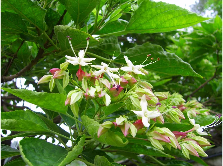 clerodendro trichotomum