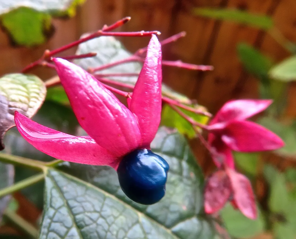 Clerodendro
