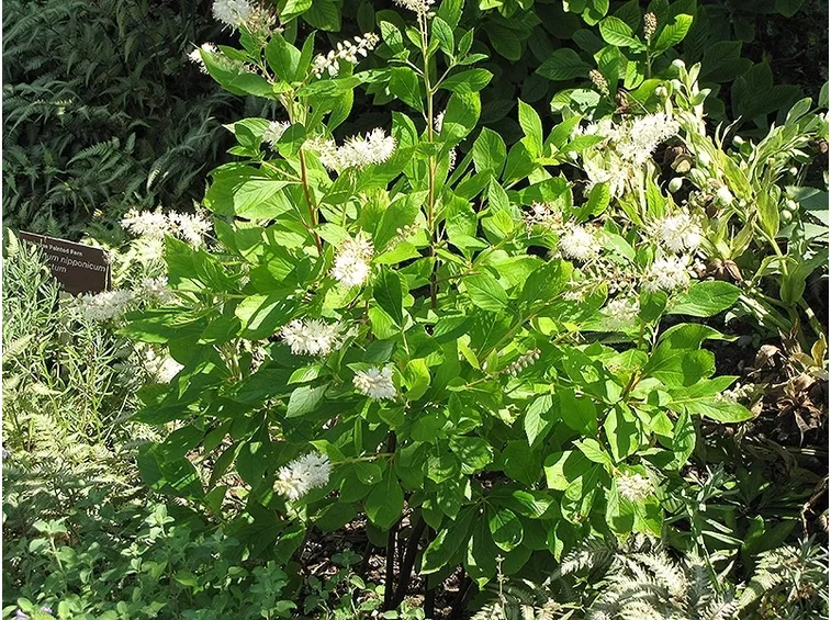 clethra