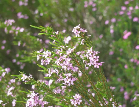 Diosma