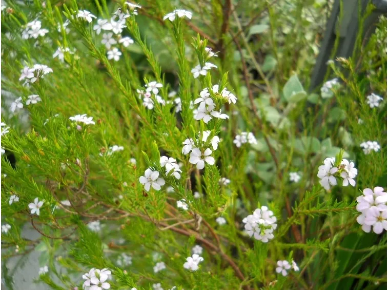 diosma