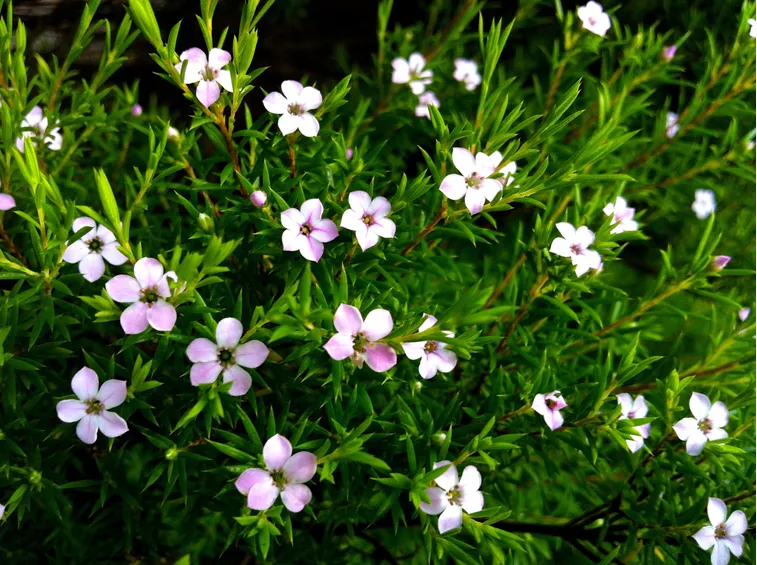 Coleonema pulchellum