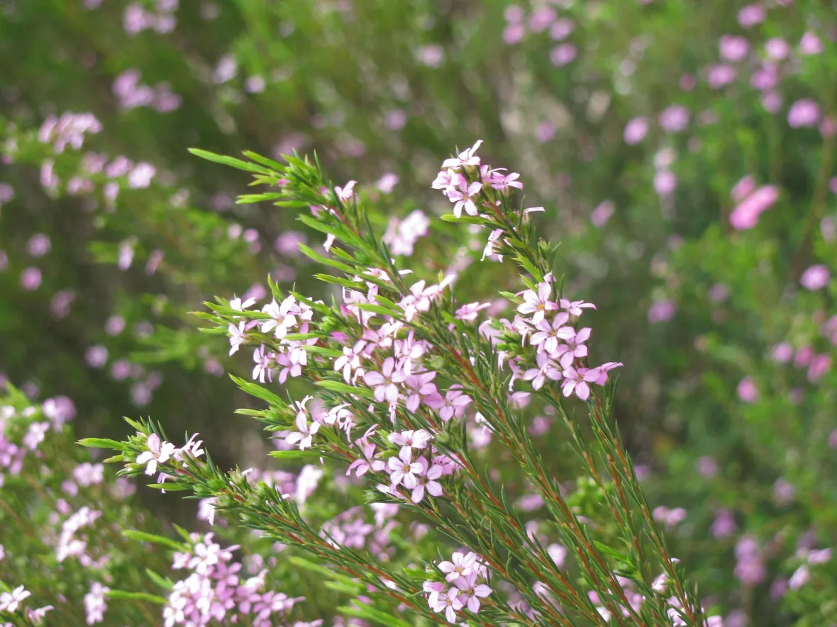 Diosma