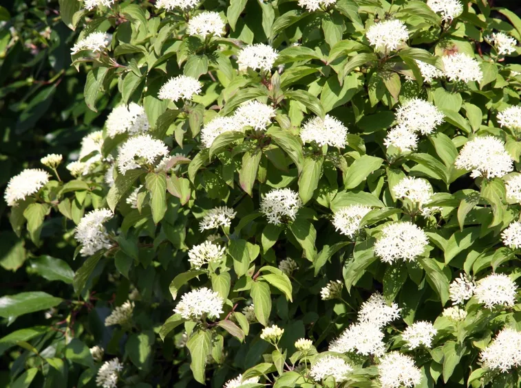 Cornus alba