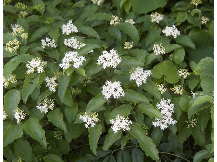 cornus