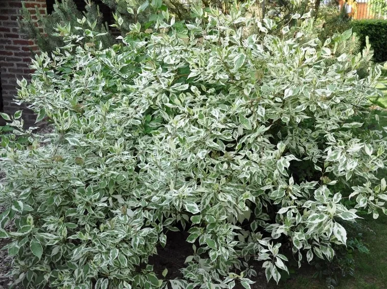 cornus alba elegantissima
