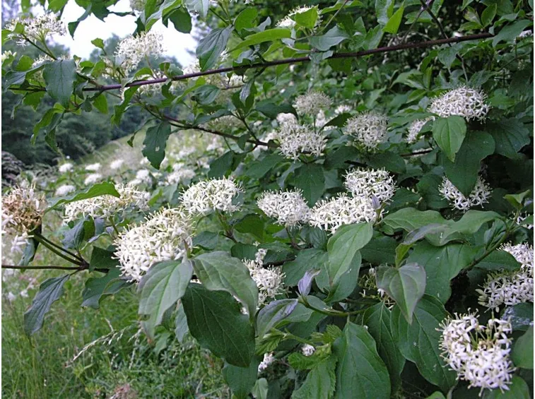 corniolo sanguinello