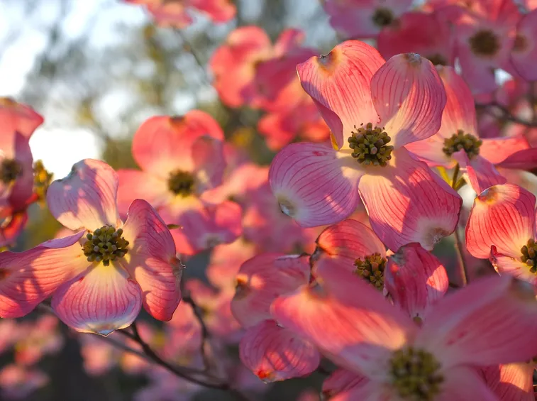 cornus florida rubra