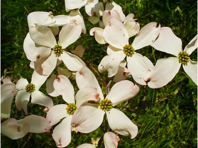 cornus florida