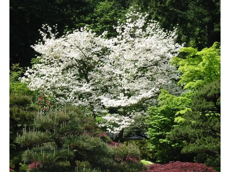 fioritura di cornus florida