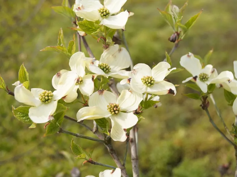 cornus florida cloud nine