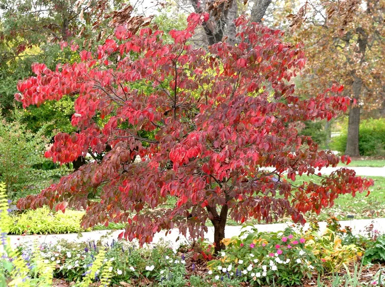 Cornus Florida