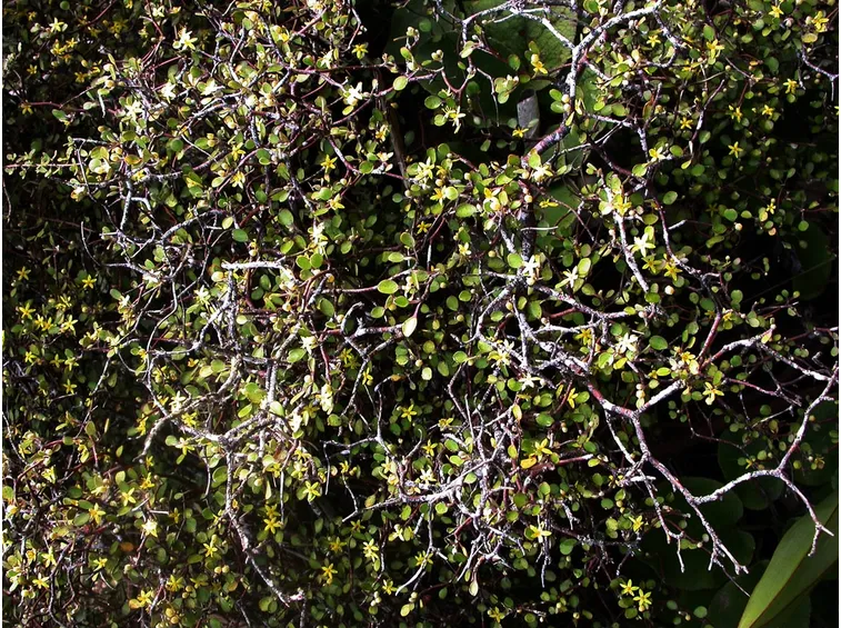 Corokia