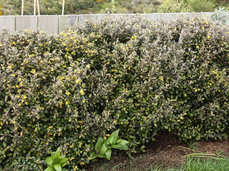 Corokia
