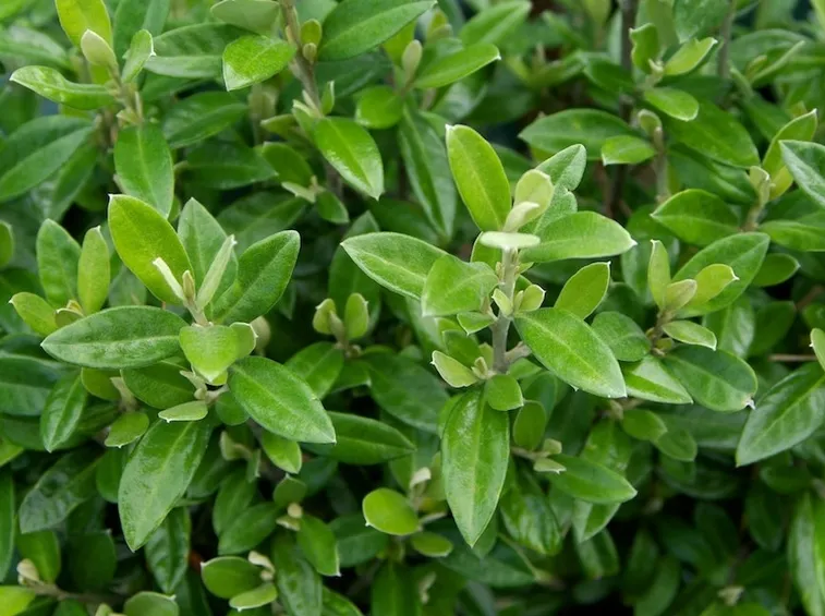 foglie di corokia