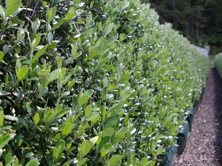 siepe di corokia