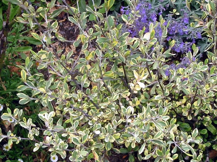 corokia variegata