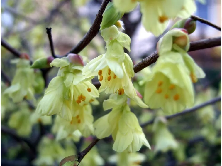 corylopsis 