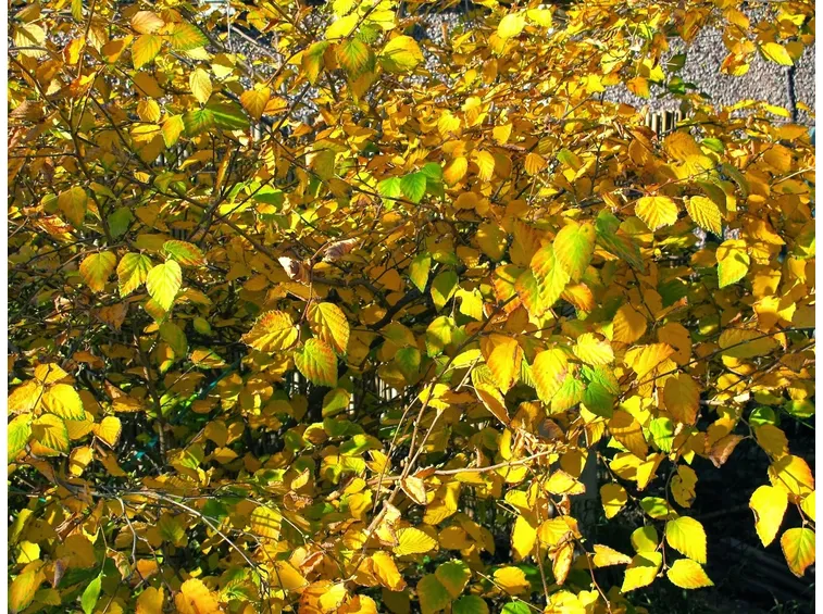 corylopsis 