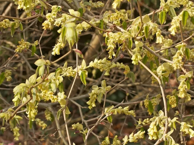 corylopsis spicata