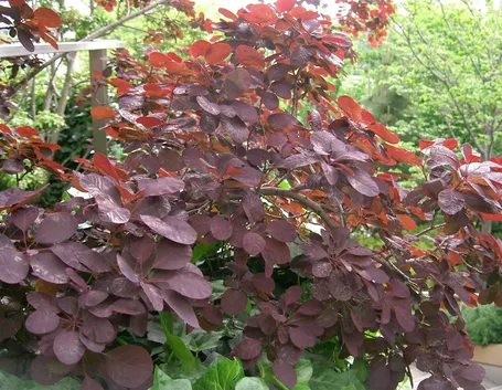 Cotinus
